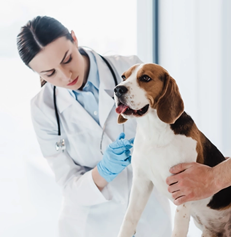 Ayrancılar Veteriner